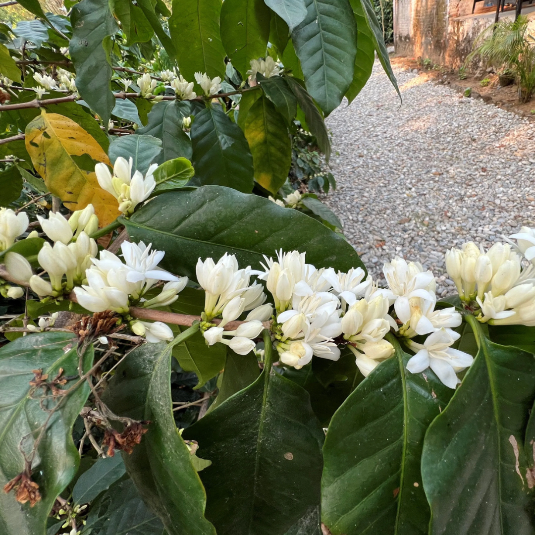 Nepal, Mount Everest, Washed Process, Speciality Roast