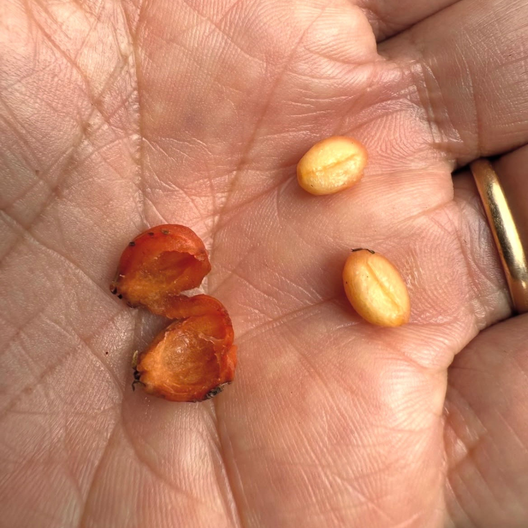Costa Rica Ghimbi, Coffee Botanical Garden, Honey Process