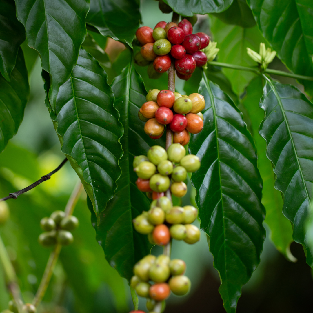 Éthiopie Forêt Kaffa, Indigène, Procédé Lavé, Torréfaction Spécialisée