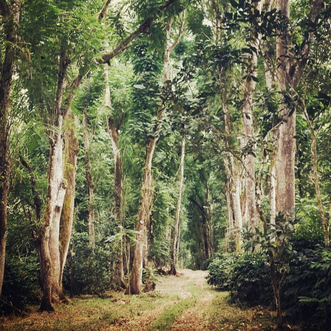 Galapagos Islands, Santa Cruz, Natural Process, Speciality Roast