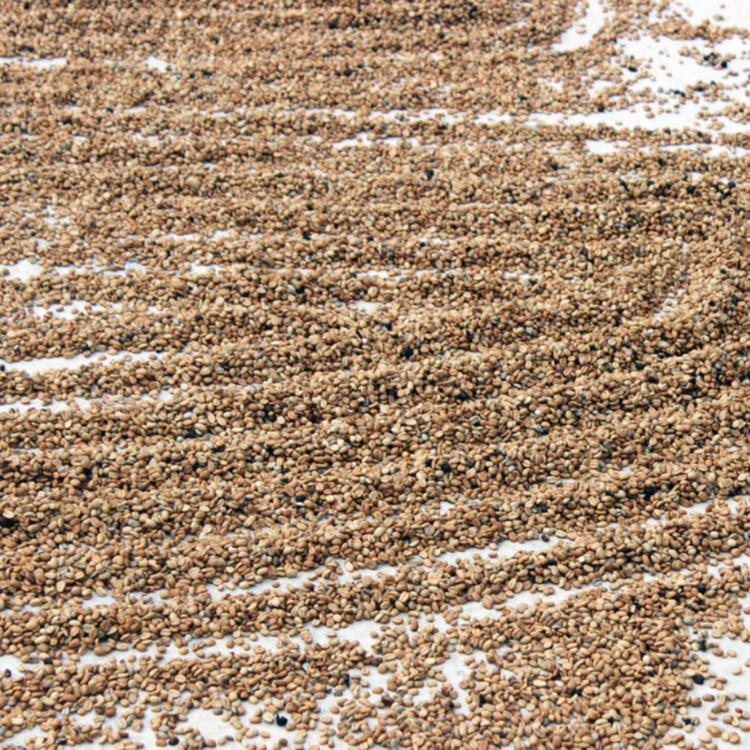 Jamaica Blue Mountain, Washed Process, Specialty Roast