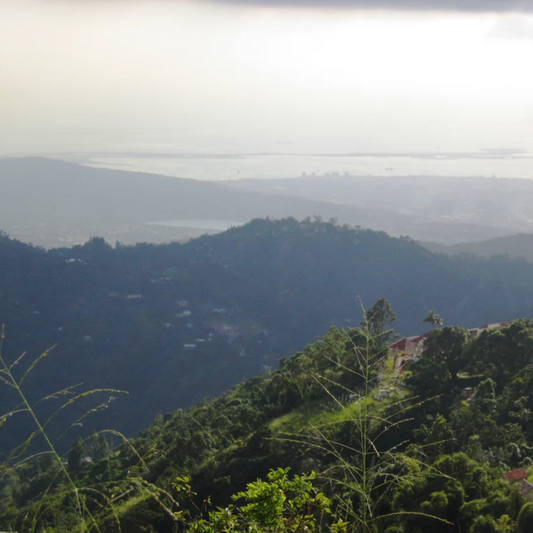 Jamaïque Blue Mountain, Procédé Lavé, Torréfaction Spécialisée