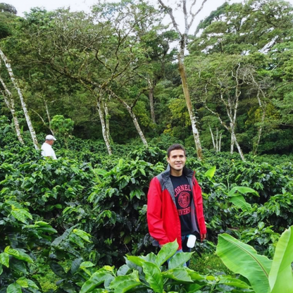 Nicaragua Il Cielo, Peñas Blancas, Procédé Naturel, Torréfaction Spécialisée