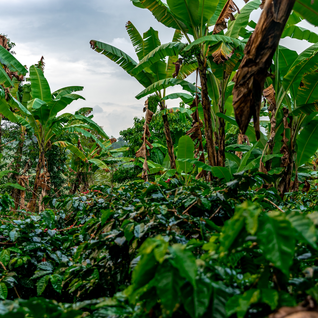 Mélange Les Cafés du Soleil, Torréfaction Spécialisée