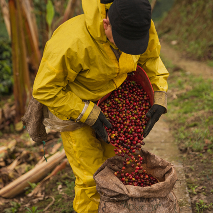 Mélange Les Cafés du Soleil, Torréfaction Spécialisée