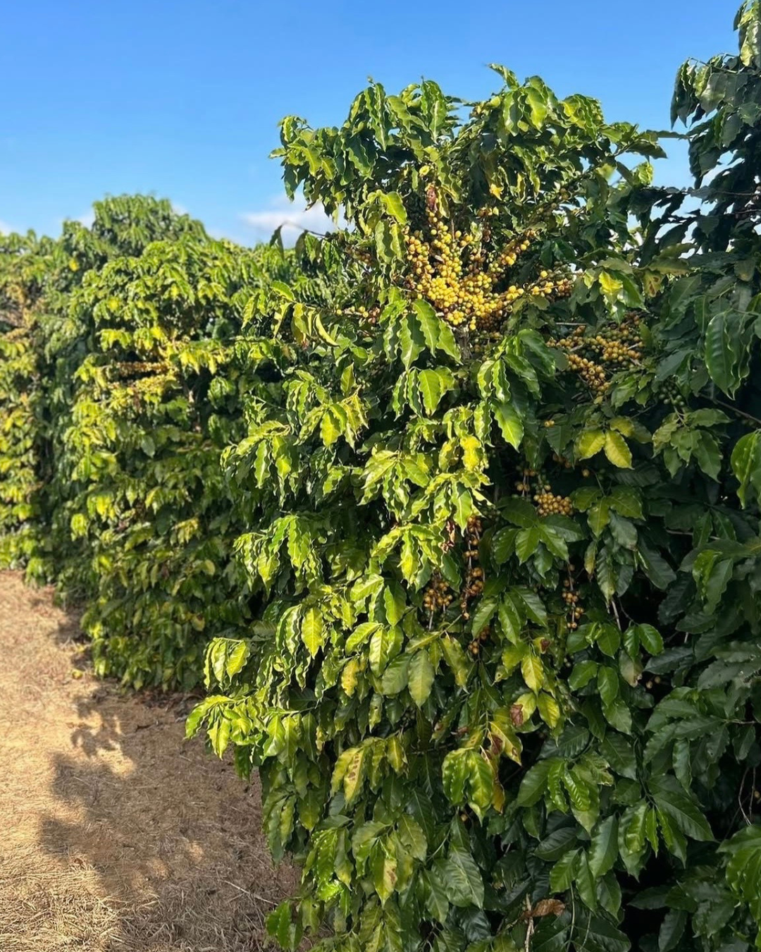 Brésil Bela Vista, Fermentation Anaérobie, Torréfaction Spécialisée