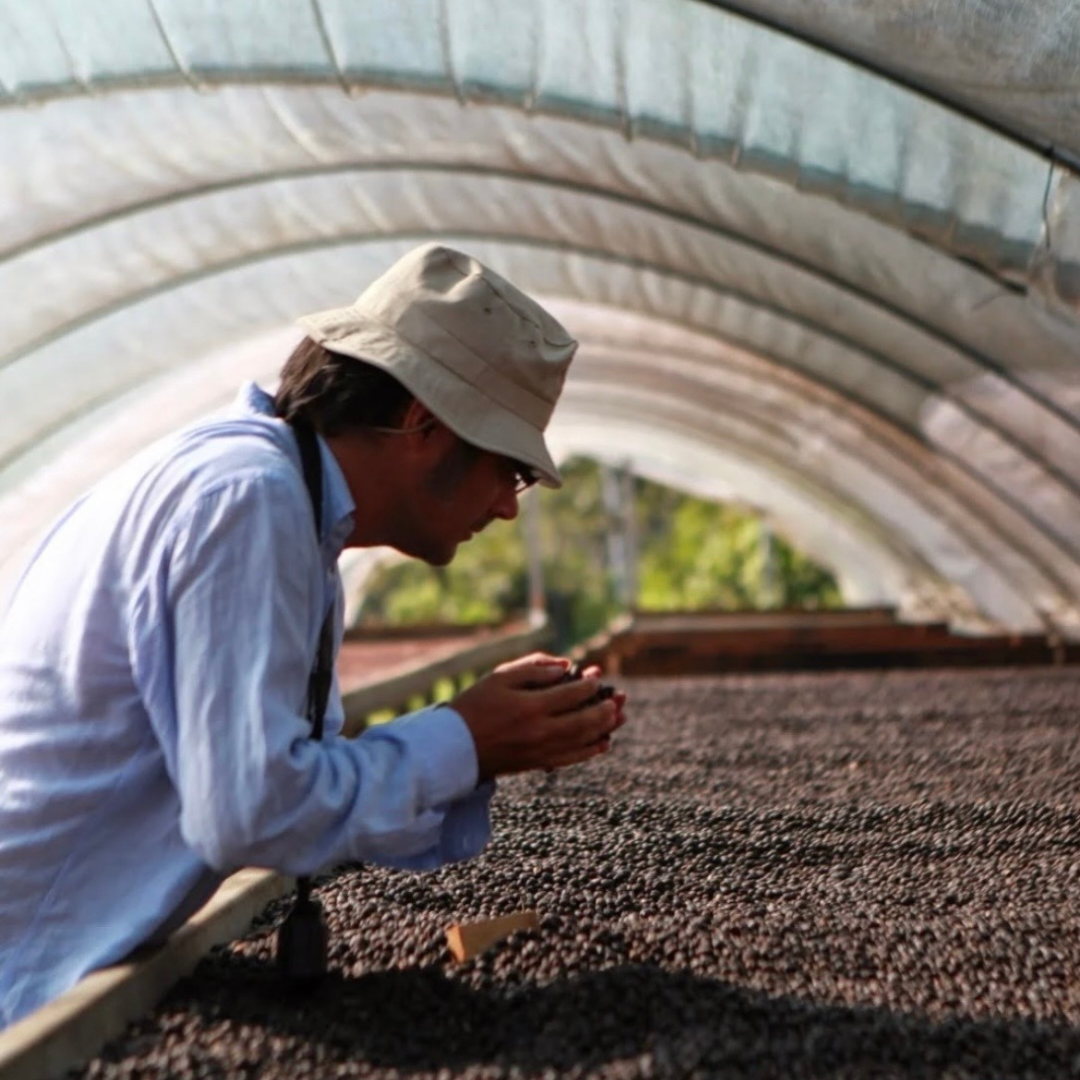Costa Rica Ghimbi, Coffee Botanical Garden, Honey Process