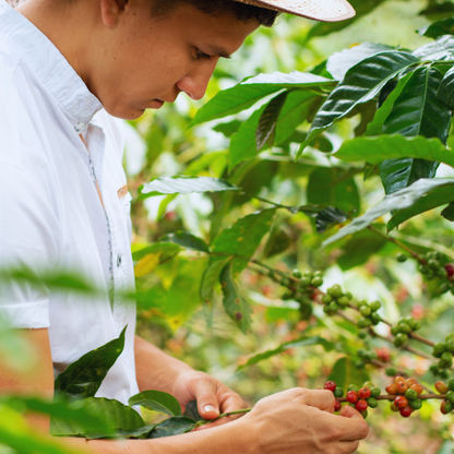 Mélange Espresso Décaféiné, Torréfaction Spécialisée