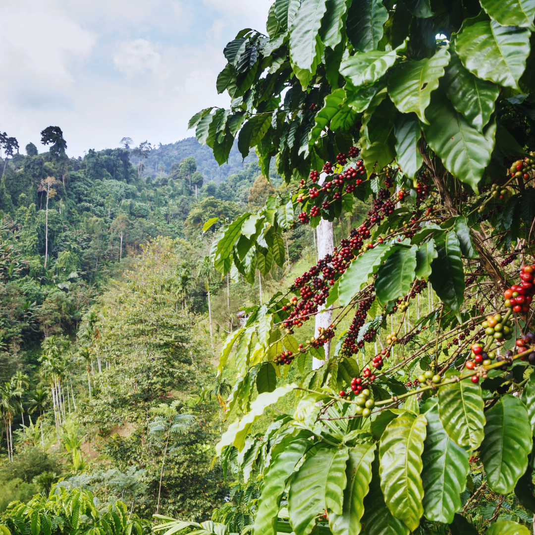 Mélange Espresso Décaféiné, Torréfaction Spécialisée