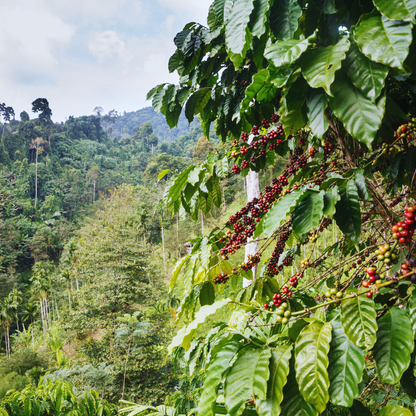 Mélange Espresso Décaféiné, Torréfaction Spécialisée