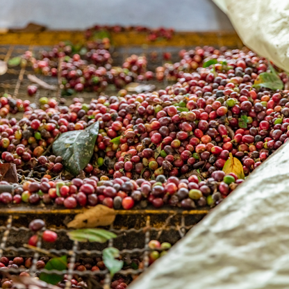 Mélange Espresso Décaféiné, Torréfaction Spécialisée