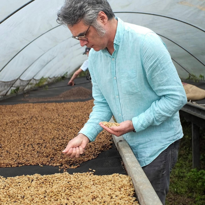 Costa Rica Ghimbi, Coffee Botanical Garden, Honey Process