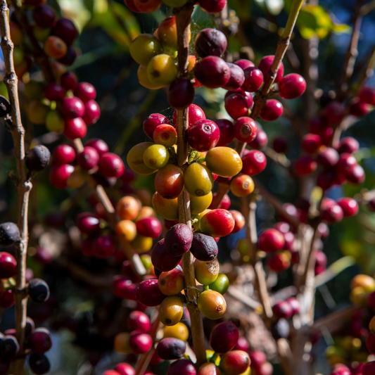 Tanzanie Kilimandjaro Peaberry, Procédé Lavé, Torréfaction Spécialisée