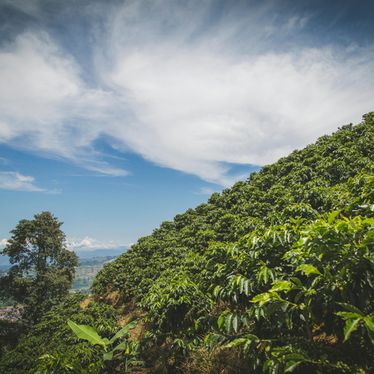 Jamaica Blue Mountain, Washed Process, Specialty Roast