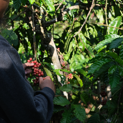 Geisha, Finca La Villa, San Jose de Isnos Huila, Specialty Roast