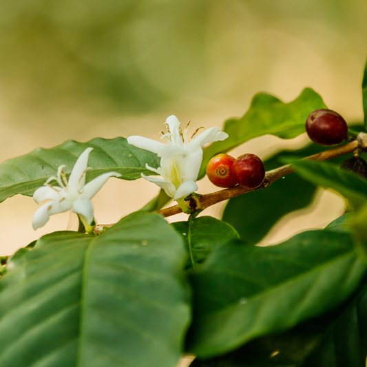Ethiopia Kaffa Forest, Indigenous, washed, Speciality Roast