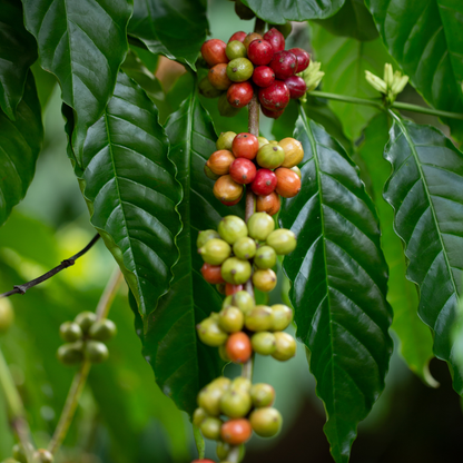 Éthiopie Forêt Kaffa, Indigène, Procédé Lavé, Torréfaction Spécialisée
