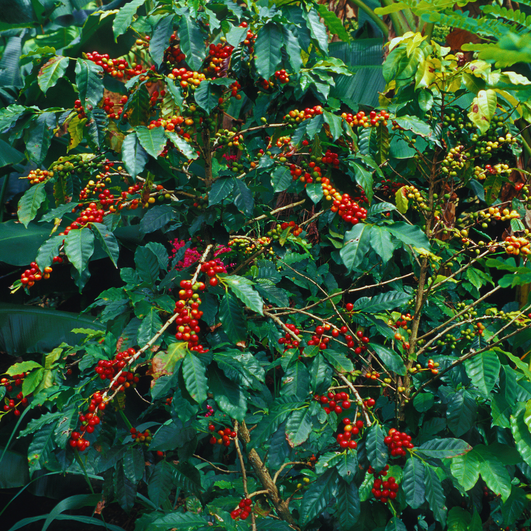 Salvador Bourbon Rouge, Procédé Lavé, Torréfaction Spécialisée