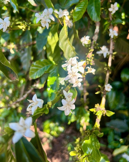 Brésil Bela Vista, Fermentation Anaérobie, Torréfaction Spécialisée