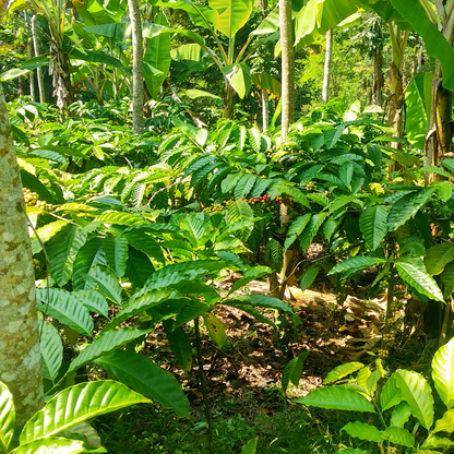 Ethiopia Guji, Natural Process, Speciality Roast