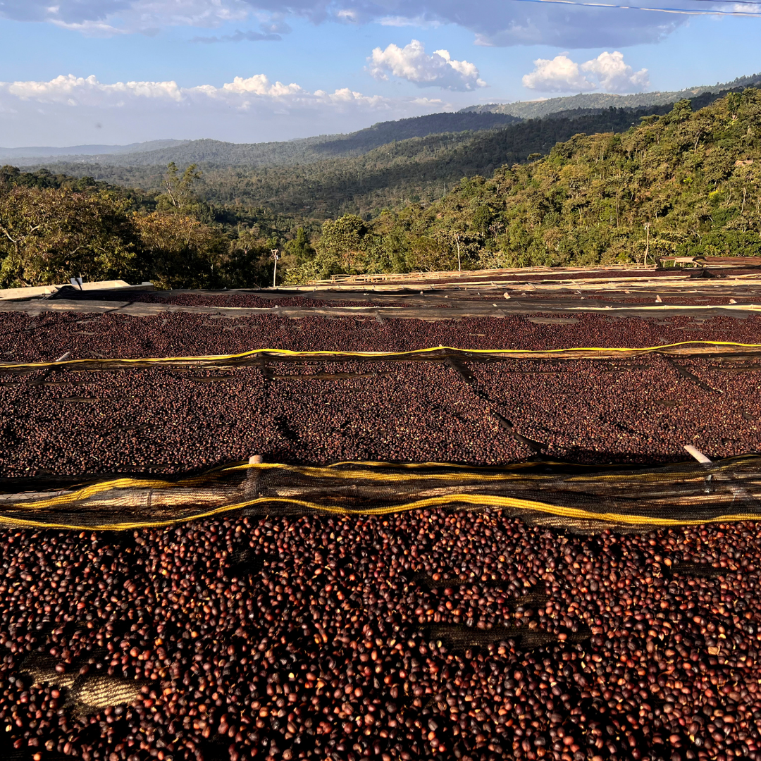 Ethiopia Sidamo Shefina Organic, Natural Process, Speciality Roast