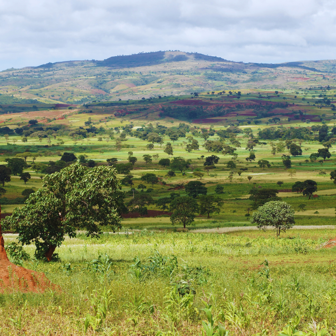 Ethiopia Sidamo Shefina Organic, Natural Process, Speciality Roast