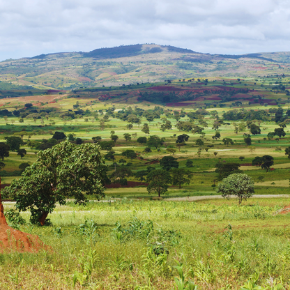 Ethiopia Sidamo Shefina Organic, Natural Process, Speciality Roast