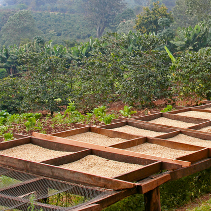 Costa Rica La Rosalia, Préparation Miel, Torréfaction Spécialisée