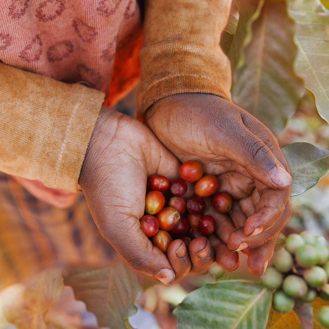 Ethiopia Anderacha Grade 1, Honey Process, Speciality Roast 