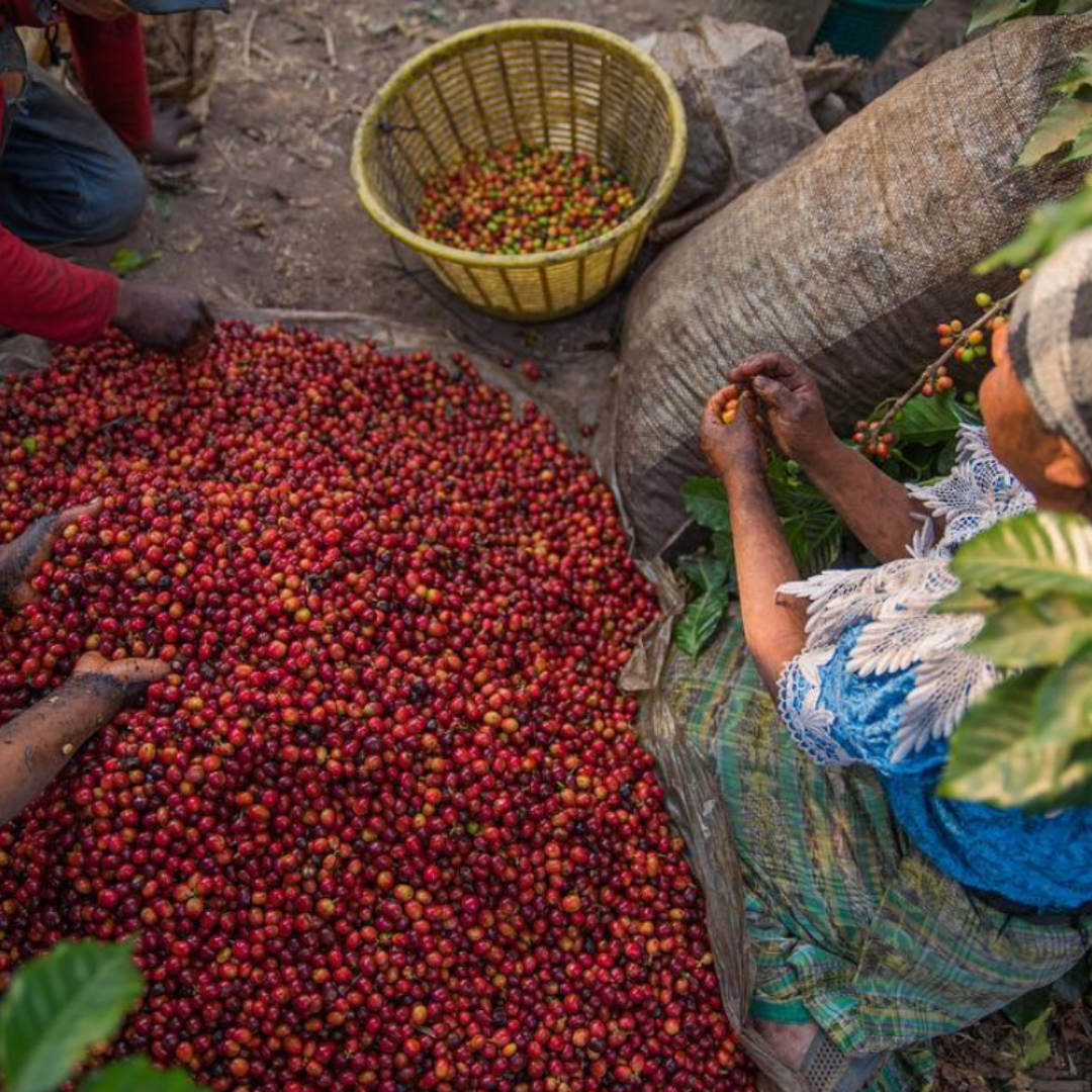 Guatemala Antigua, Huehuetenango, Washed Process, Dark Roast