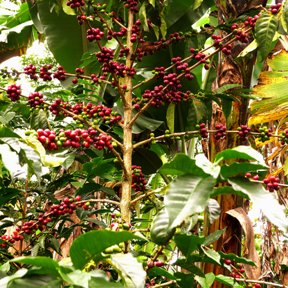 Mélange Plantation, Torréfaction Spécialisée