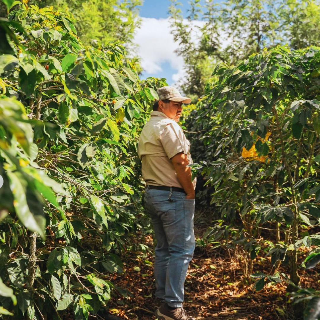 Guatemala Antigua, Huehuetenango, Washed Process, Dark Roast