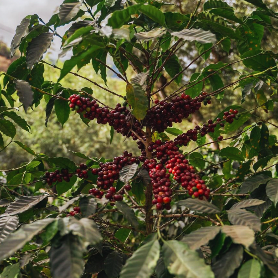 Guatemala Antigua, Huehuetenango, Procédé Lavé, Torréfaction Noire