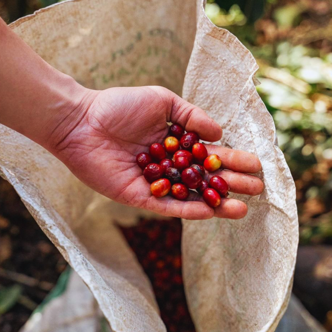 Guatemala Antigua, Huehuetenango, Procédé Lavé, Torréfaction Noire