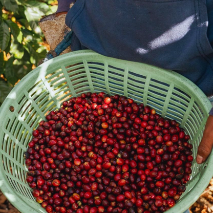 Guatemala Antigua, Huehuetenango, Washed Process, Dark Roast