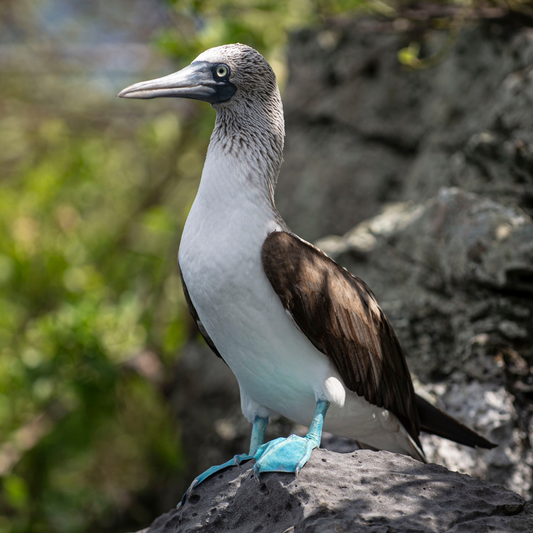 Îles Galápagos, Santa Cruz, Procédé Naturel, Torréfaction Spécialisée (réservation)