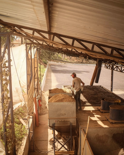 Brésil Bela Vista, Fermentation Anaérobie, Torréfaction Spécialisée