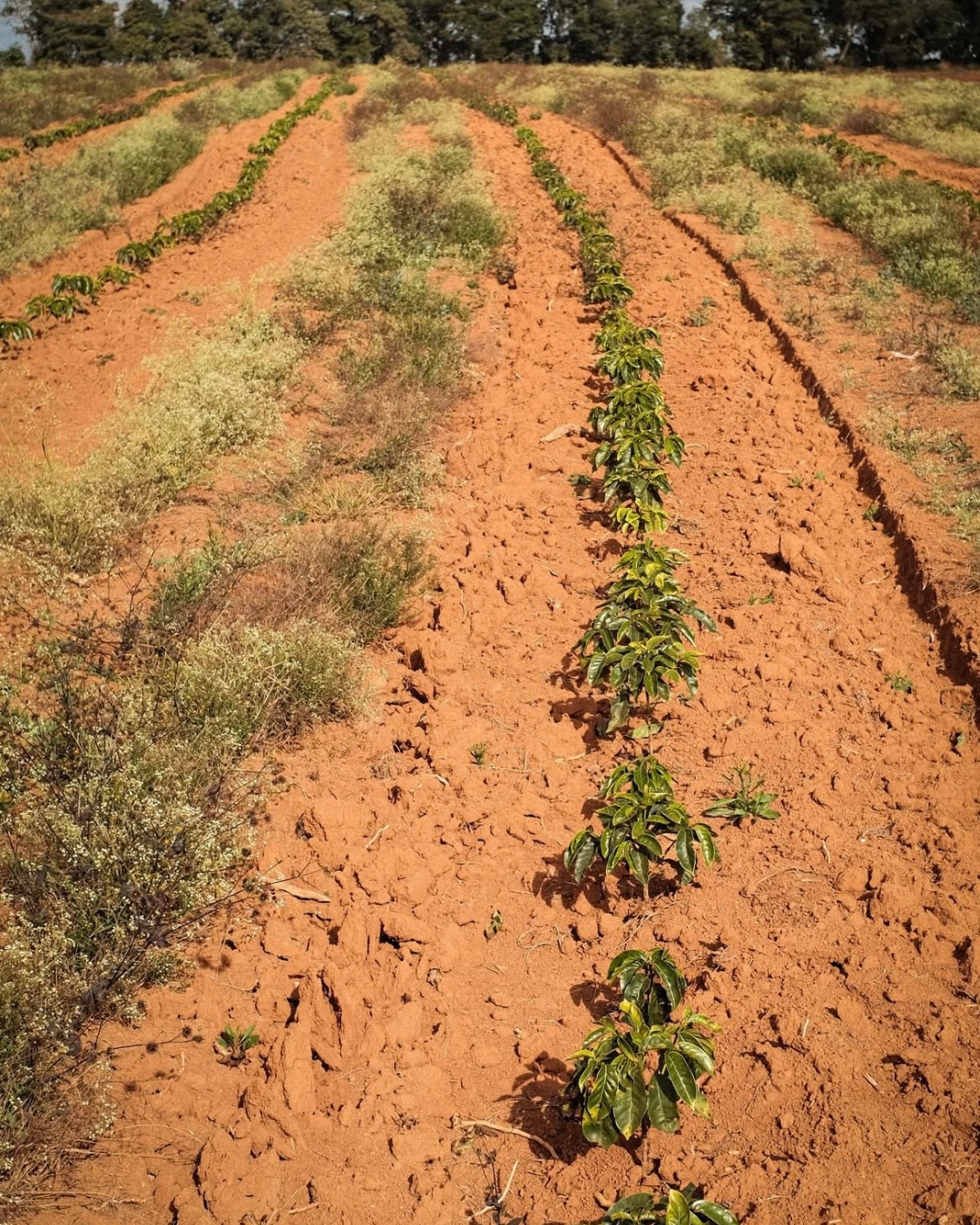Brésil Bela Vista, Fermentation Anaérobie, Torréfaction Spécialisée