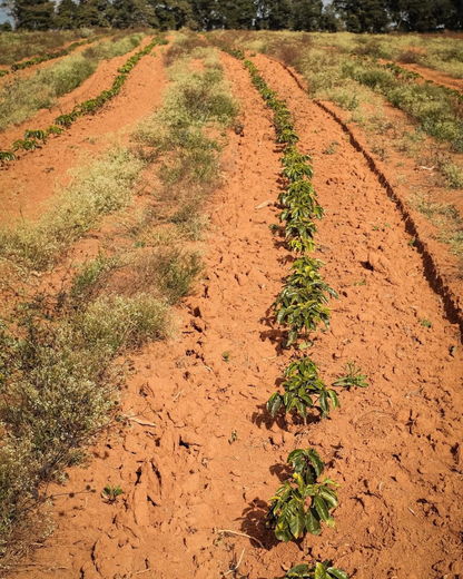 Brésil Bela Vista, Fermentation Anaérobie, Torréfaction Spécialisée