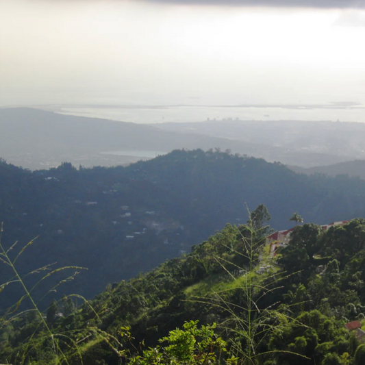 Jamaïque Blue Mountain, Procédé Lavé, Torréfaction Spécialisée (réservation)