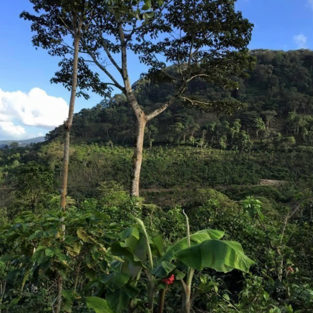 Nicaragua Il Cielo, Peñas Blancas, Procédé Naturel, Torréfaction Spécialisée