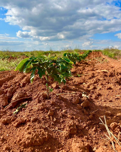 Brésil Bela Vista, Fermentation Anaérobie, Torréfaction Spécialisée