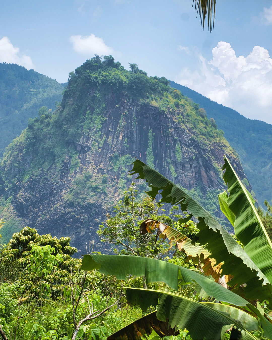 Indonésie Sumatra, Procédé Lavé, Torréfaction Spécialisée