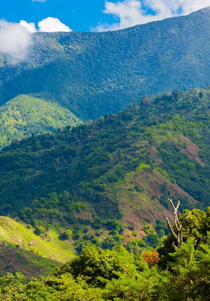 Jamaica Blue Mountain, Washed Process, Specialty Roast