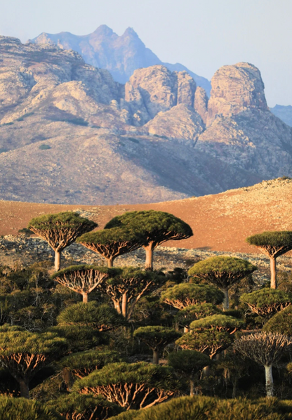 Yemen Moka Mattari, Bani-Mattar, Natural Process, Speciality Roast