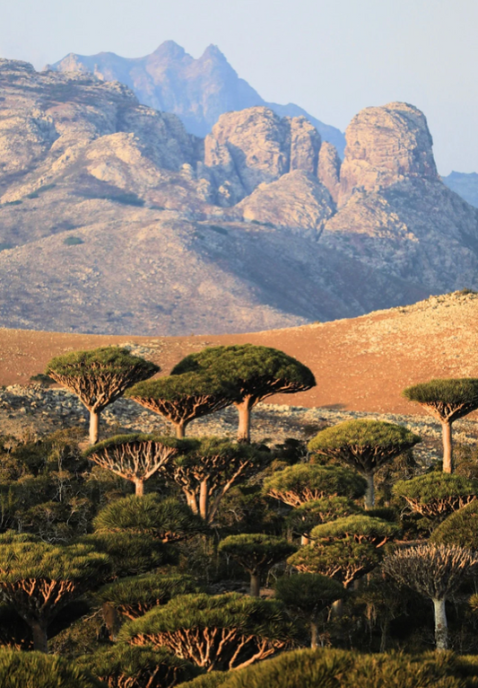 Yemen Moka Mattari, Bani-Mattar, Natural Process, Speciality Roast