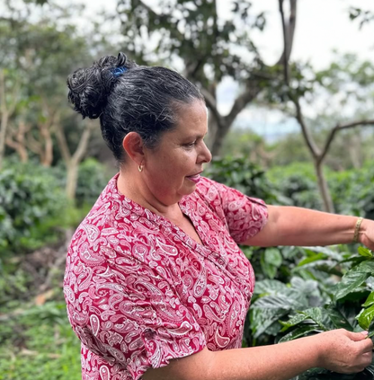 Costa Rica Mujeres en Libertad, Washed Process, Specialty Roast