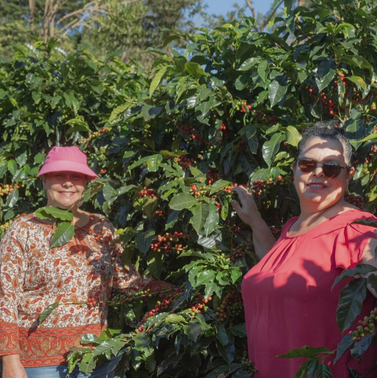 Costa Rica Mujeres en Libertad, Washed Process, Specialty Roast