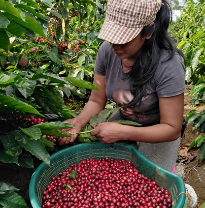 Costa Rica Mujeres en Libertad, Washed Process, Specialty Roast