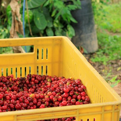 Kenya AA Juja Thika, Washed Process, Specialty Roast